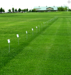 grass sod production