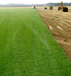 grass sod production