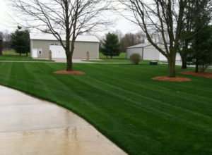 Sod Grass Residential Lawn Example