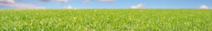 Green grass and blue sky background