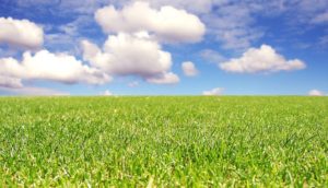 Green field and blue sky background