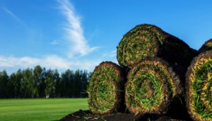 Rolls of fresh grass turf